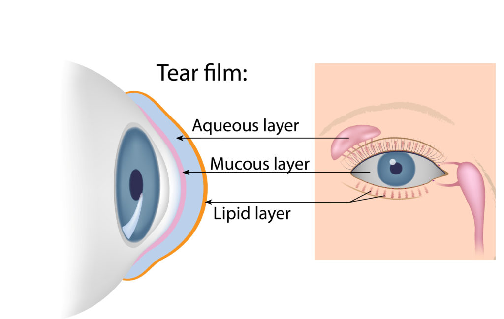 diagram showing eye glands and components of tear film