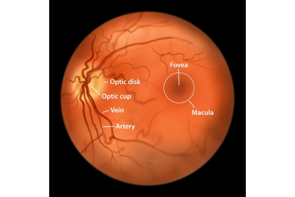 Fundus photograph of the retina showing labeled anatomical structures including the optic disk, optic cup, blood vessels (veins and arteries), fovea, and macula on an orange-toned circular retinal background against a black field.